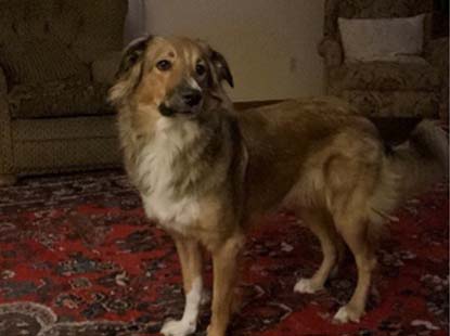 Nickel Plate Mills in Erie, PA carries pet food, supplies and care products.