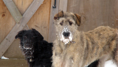 Nickel Plate Mills resident pets include our dogs:  Bella and Mira.