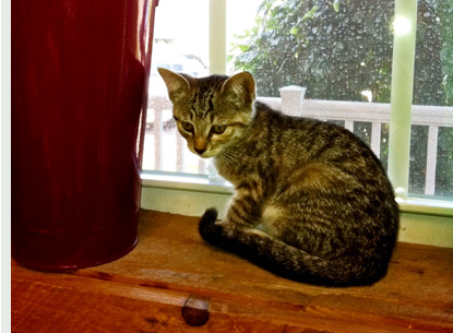 Nickel Plate Mills has a large variety of cat and kitten canned and dry foods.