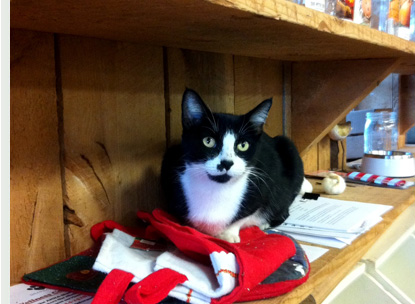 Help your older cat live a long healthy life.  We carry the best cat food available anywhere.