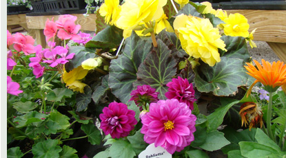 Our greenhouse only carries healthy, quality flowers and vegetables for the best results.