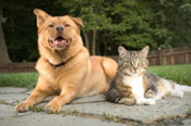 Healthy dogs and cats eat holistic pet foods.