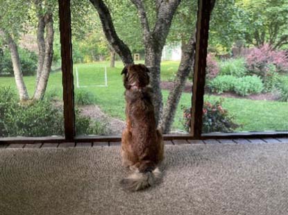 Nickel Plate Mills beginner obedience classes are conducted by Isabelle Wolf.